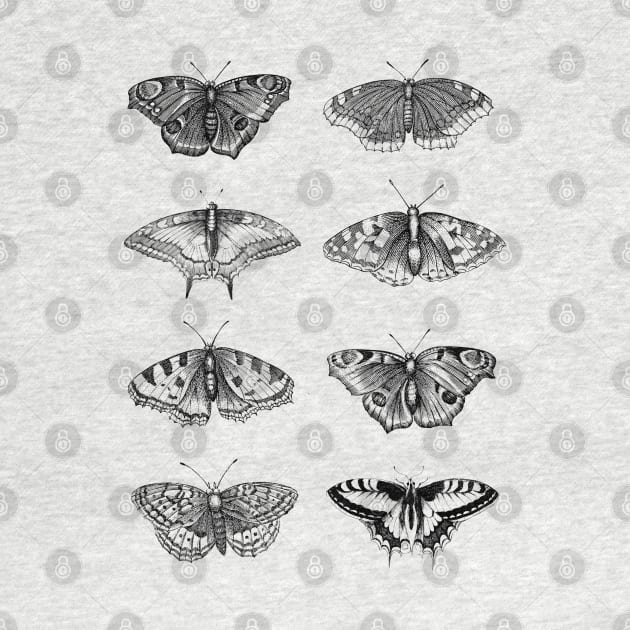 Dramabite Vintage butterflies scientific illustration by dramabite